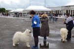 RCACIB Mâle Marmande 2016